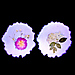 Blooms of Love thumbnail1